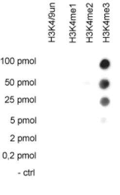 Dot Blot: Histone H3 [Trimethyl Lys4] Antibody [NBP2-59143] - Analysis was performed to test the cross reactivity of the antibody against H3K4me3 with peptides containing other H3K4 methylations and the unmodified sequence. 100 to 0.2 pmol of the respective peptides were spotted on a membrane. The antibody was used at a dilution of 1:20,000. Figure shows a high specificity of the antibody for the modification of interest.